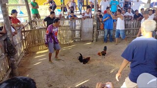 Ganda  ng pa birthday mo, Pilay kanan kana pinilit mo pa rin ipanalo 🐓😁