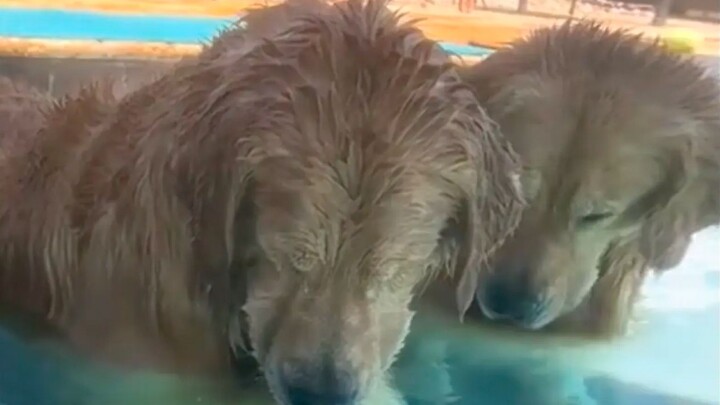 A dog that can't give up anything can't protect anything