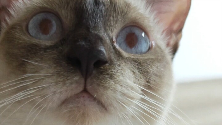 Anh cả, em đã học được cách đẩy đồ rồi meo!