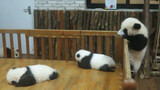 Some Pandas Are Trying to Get out; Some Are Just Sleeping