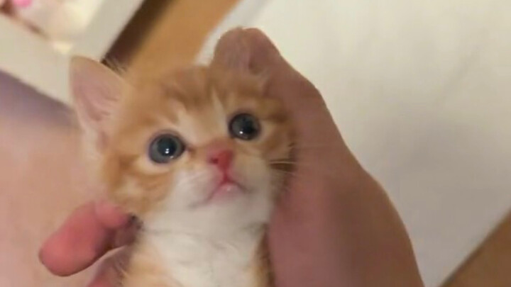 A Day of High-Energy Feeding for a 0.1-Year-Old Kitten Rescued and Brought Home