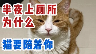 终于有答案了！为什么你上厕所猫咪多困都会跟着？