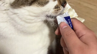 Meiqiu is the easiest cat I've ever seen to take care of.