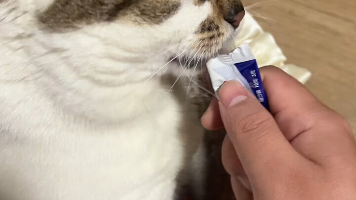 煤球是我见过最好养活的猫