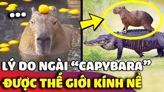 BỘ TRƯỞNG BỘ NGOẠI GIAO capybara và 7749 lý do khiến ngài được cả thế giới KÍNH NỂ 😂 | Gâu Đần