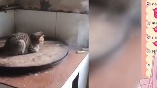 Japanese fairy watching "This cat is heating up in an outrageous way!"