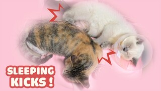 My cat can't stop kicking leg while sleeping - Cute And Funny Cat Videos Compilation