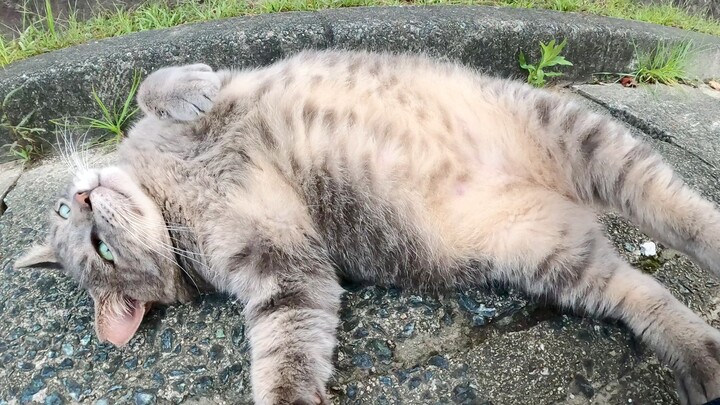 A fat gray cat unsuspectingly shows its belly to humans