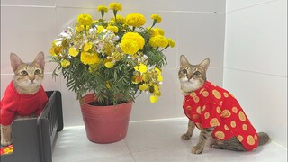#383 Mùng 1 Tết của 9 con mồn lèo