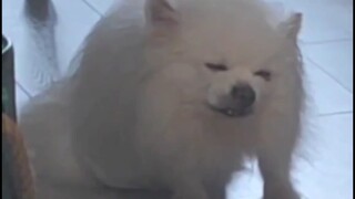 "Pomeranian Chronicles"