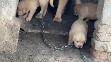 My little dog—can someone explain why my pup is acting like this?