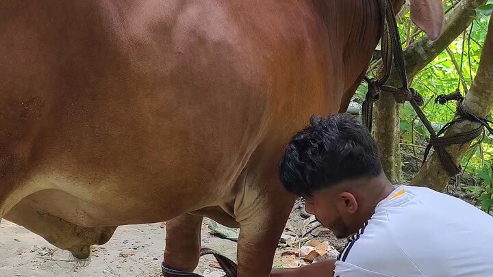 ভাই কত নিলো? p- 04 Bhai Koto Nilo? Qurbani Cow Price 2026 Bangladesh | Qurbani hat
