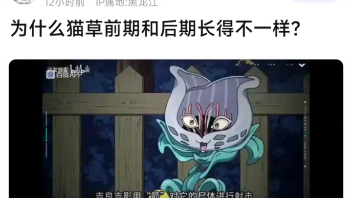为什么猫草前期和后期长得不一样？