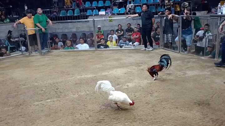 3cock derby @caybiga cockpit arena 3rd fyt