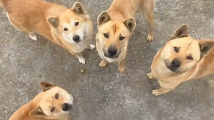 Con chó bố tôi nuôi chưa từng gặp tôi bao giờ, vậy mà chúng lại nhận ra tôi