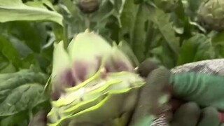 إذن ماذا أكل؟