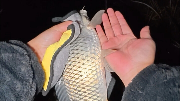 ตกปลาคาร์พกลางคืน