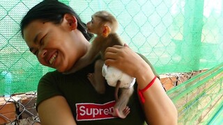 Today Mom Take Maki to visit neighbors// Baby monkey Maki Refreshing play with neighbors so happy