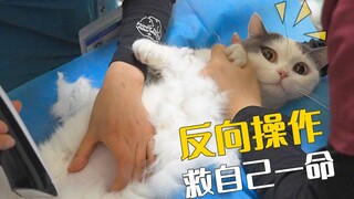 猫咪吃牙签，反向操作救了自己一命