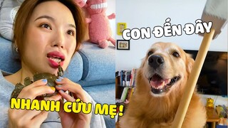 Đại Trang | MAMA Số Khổ, Tổn Thọ Cực Mạnh Vì ĐẠI TRANG 😂 Gâu Đần Official