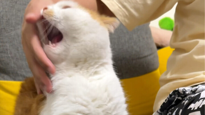 Double Standards, Ha Zhu Mi