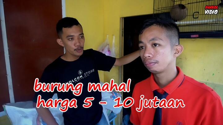 BURUNG MAHAL  ( Parkol vidio )