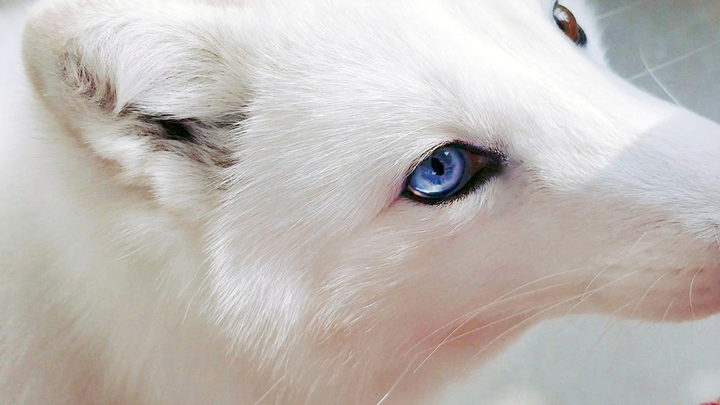 Adorable Arctic Fox