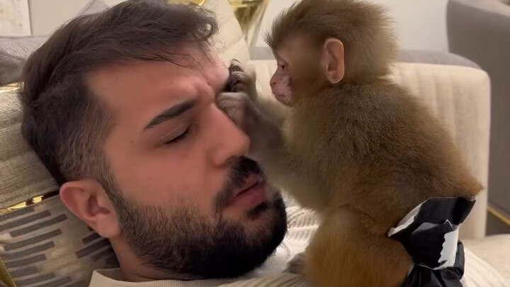 The Diligent Little Monkey