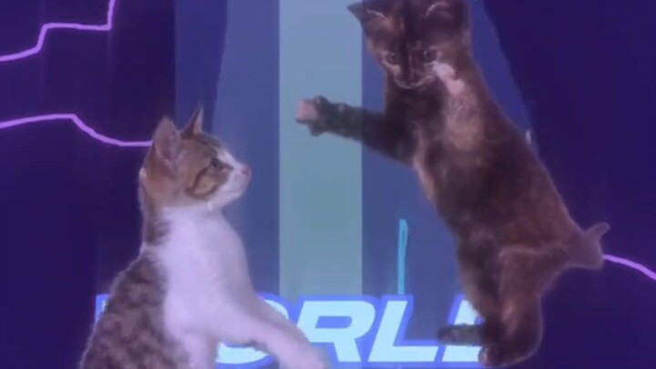 Little silly cat is totally head over heels in love.