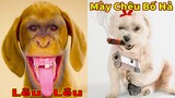 Thú Cưng TV | Gia Đình Gâu Đần #42 | Chó Golden thông minh vui nhộn | Pets funny cute dog