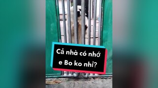 Có ai còn nhớ Bo ko ạ?    cunyeucuadua chó chócon chókhôn chócute xuhuong fyp