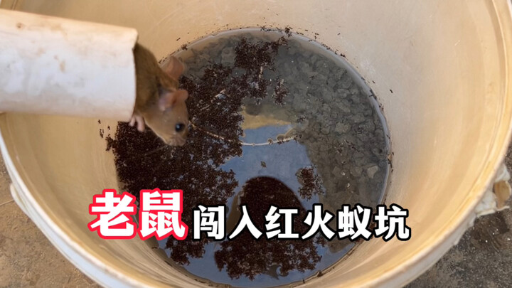 小伙用红火蚁做陷阱，老鼠闯进红火蚁坑，后悔已经来不及