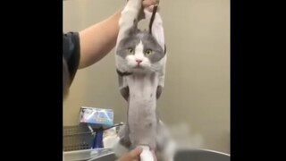 Cepat Selamatkan Kucing!