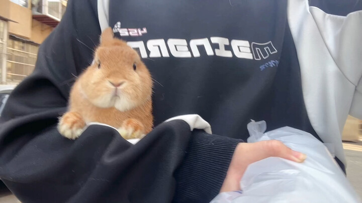 I regretted taking the rabbit with me to pick up the package.