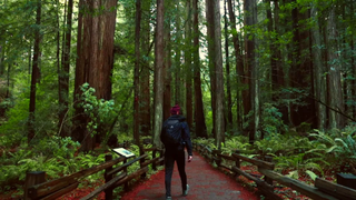 Hiking Muir Woods via the Bootjack Trail