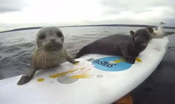 Poor little seal, tirelessly trying to climb onto the ice.