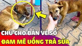 Chú Chó 'NGHIỆN TRÀ SỮA' khiến bà bán vé số '3 PHẦN BẤT LỰC 7 PHẦN TUYỆT VỌNG' 😅 Gâu Đần