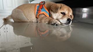 ขั้นตอนการเข้านอนของน้องหมา