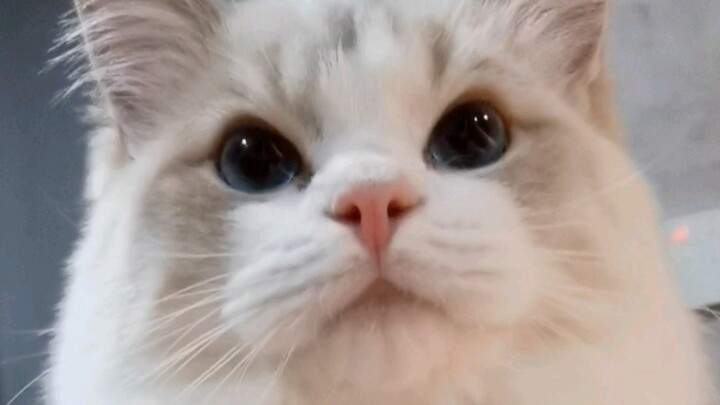 Tôi tên là Loki, là một chú heo con bao