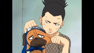 Pakkun le Muerde la Pierna a Shikamaru | Español Latino