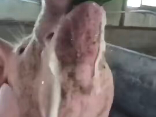 What should you watch out for after a pig drinks a jin of spicy liquor?