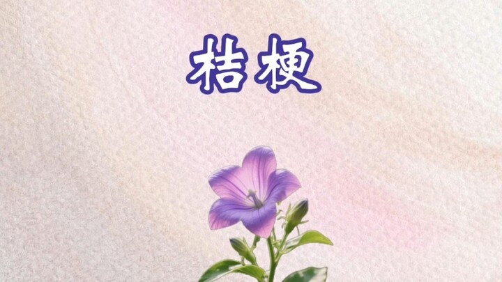 Ngôn ngữ của hoa Platycodon grandiflorum: "Mong mỏi vượt thời gian và không gian"