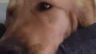 لا أحد يستطيع أن يرفض غنج الريشة الدجاجة