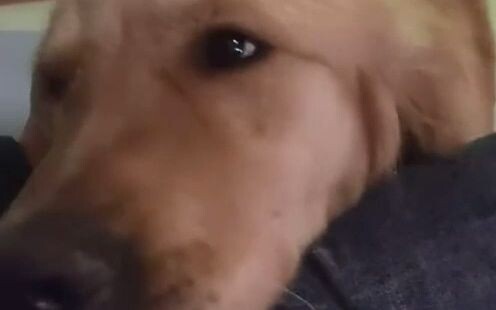 没人能拒绝鸡毛的撒娇