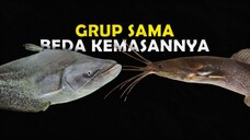 BANYAK YANG MASIH BINGUNG INILAH PERBEDAAN IKAN LELE DAN TAPAH