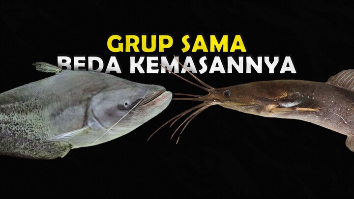 BANYAK YANG MASIH BINGUNG INILAH PERBEDAAN IKAN LELE DAN TAPAH