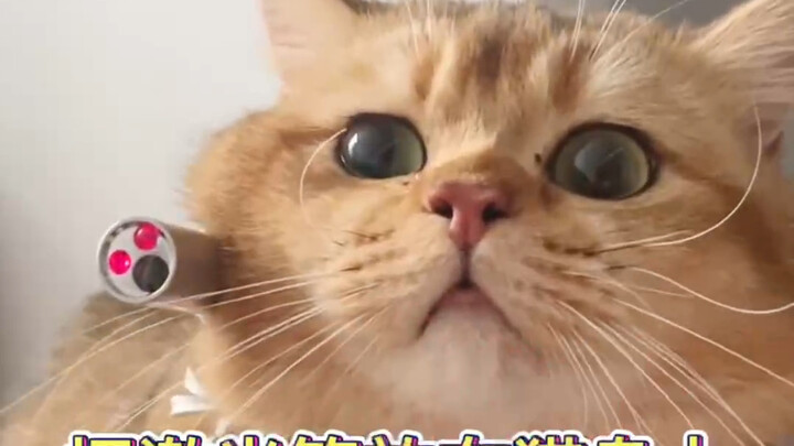 Cười muốn chết! Chuyện gì sẽ xảy ra khi buộc bút laser vào người mèo?