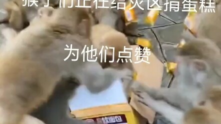 Tear-jerking: Monkeys Donate Bread to Disaster-Affected Areas