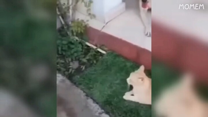 EVERY VIDEO HAS A FUNNY CLIP!Ctto: YouTube#/(StarLight..)/BiliBili