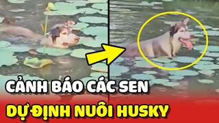 Cảnh báo cho các con Sen có ý định NUÔI HUSKY 😂 | Yêu Lu